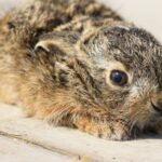 Conejos: Cómo manejar su miedo